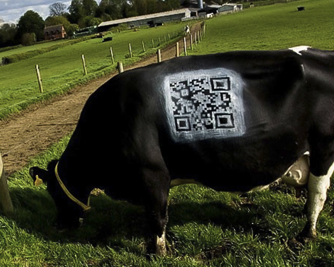 qr.cow2